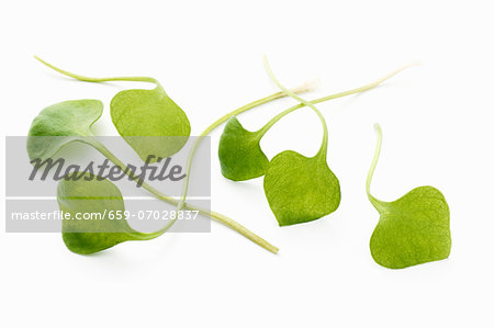 Several purslane leaves Several purslane leaves