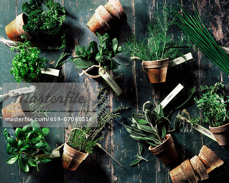 Assorted culinary herbs in terracotta pots