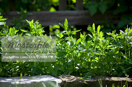 Peppermint growing in a bed Peppermint growing in a bed