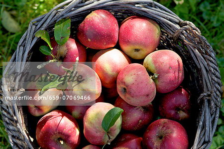 Red apples in a basket in a field