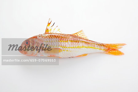 Red mullet on a white surface