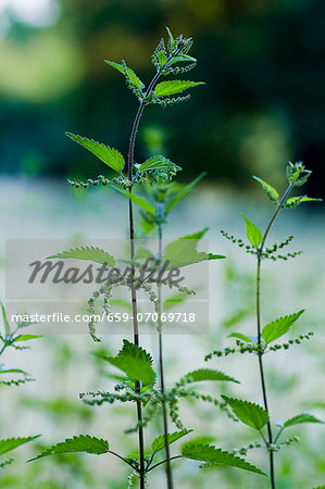 Stinging nettle plants in the park Stinging nettle plants in the park