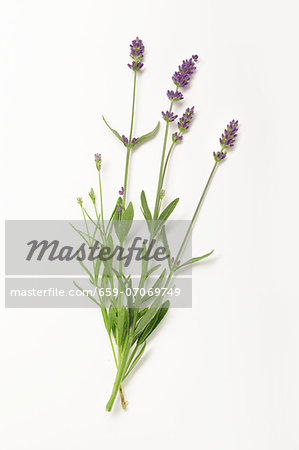 Lavender with flowers on a white surface