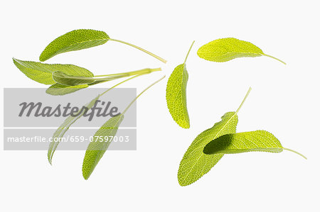 Several fresh sage leaves Several fresh sage leaves