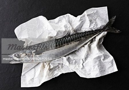 Whole fresh mackerel on crumpled white paper