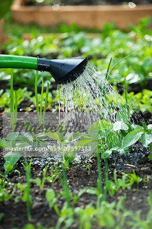 Watering the vegetable bed
