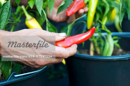 A hand harvesting pointed peppers A hand harvesting pointed peppers