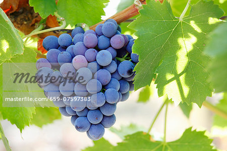 Black grapes on the vine