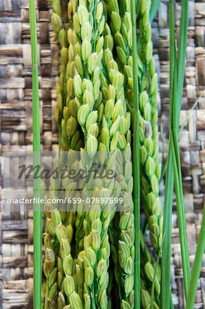 Ears of rice on basketwork Ears of rice on basketwork