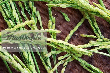 Ears of rice on brown fabric