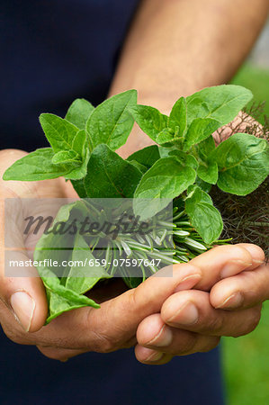 A man's hands holding fresh herbs A man's hands holding fresh herbs