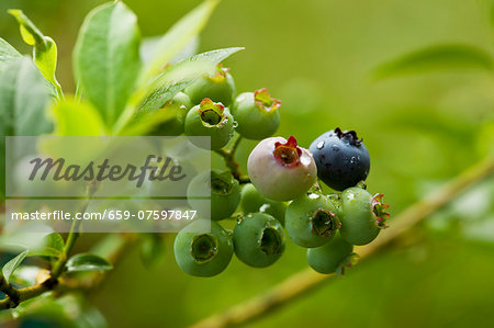 Unripe blueberries on the bush Unripe blueberries on the bush
