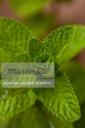Fresh mint (close-up) Fresh mint (close-up)