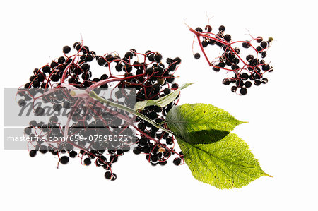 Elderberries with leaves