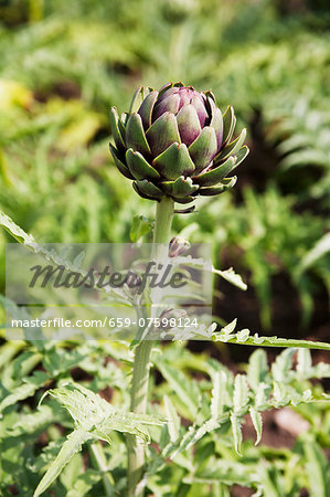 Artichoke Growing in Garden