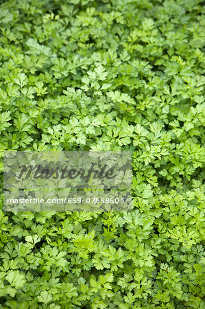 Parsley