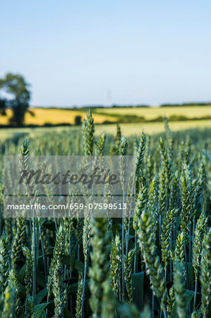 Wheat field