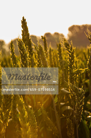 English wheat field English wheat field