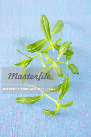 Fresh tarragon