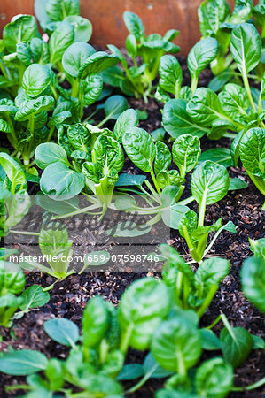 Plants of Baby Bok Choy Growing