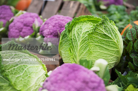 Assorted varieties of cabbage at the market