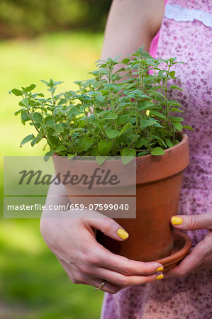 Oregano in a clay pot