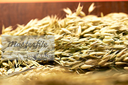 Ears of wheat (close up) Ears of wheat (close up)
