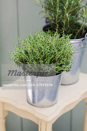 Thyme and rosemary in a zinc bucket Thyme and rosemary in a zinc bucket