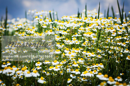 A field of camomile flowers A field of camomile flowers