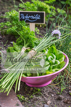 Lettuce, chives and parsley in a bowl in a bed in the garden