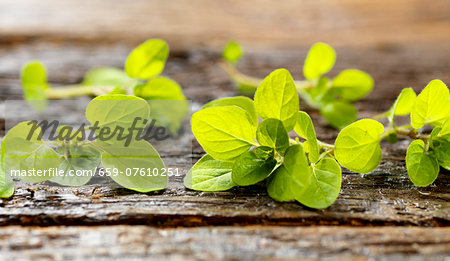 Fresh Oregano on Wood Fresh Oregano on Wood