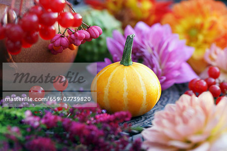 And ornamental squash between dahlias and berries And ornamental squash between dahlias and berries