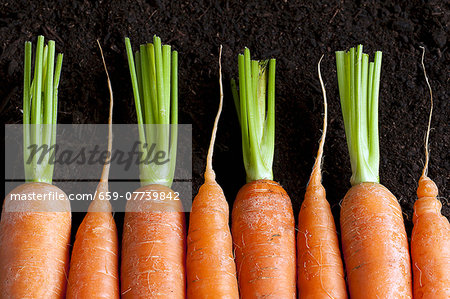 A row of carrots on the ground