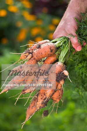 A man in a garden holding a bunch of freshly harvested carrots