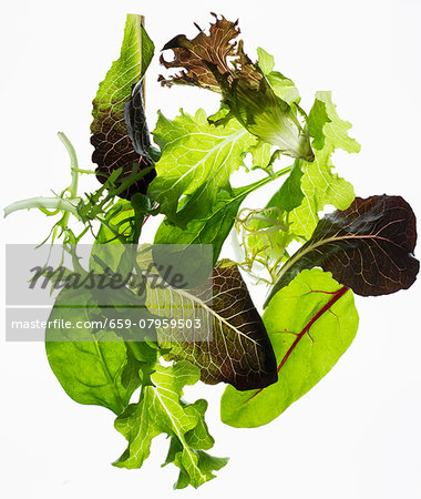Back lit lettuce leaves Back lit lettuce leaves