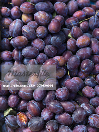 Freshly harvested damsons