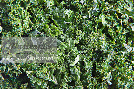 Fresh kale (full frame)