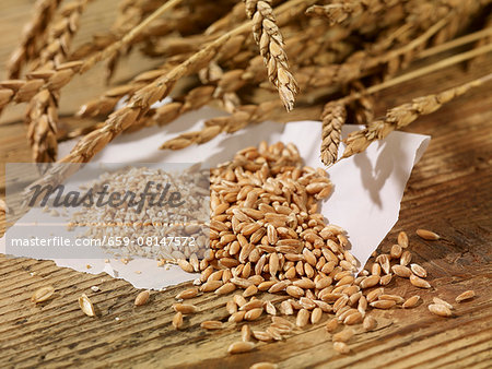 Ears of spelt, spelt seeds and spelt groats on a wooden surface