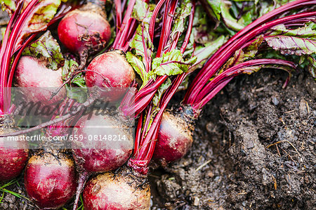 Beetroot on wet soil Beetroot on wet soil