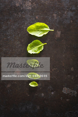 A row of five basil leaves