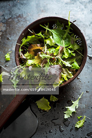 Lettuce in a sieve