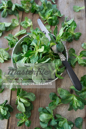 Lamb's lettuce being washed