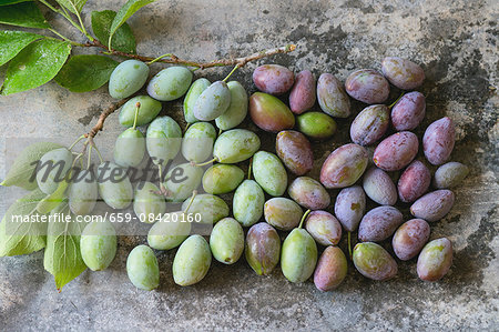 Young green and purple plums on a metal surface