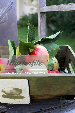 Fresh apples in a wooden box on a garden chair Fresh apples in a wooden box on a garden chair