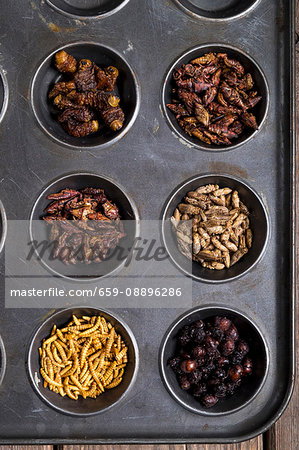 Dried Mealworms, Queen Leafcutter Ants, Chapulines, Dried Crickets, Mopane Worms and Chapulines