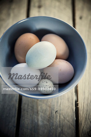 Chicken eggs and a quail's egg