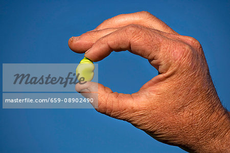 A farmer holding a broad bean