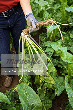 A framer harvesting horseradish