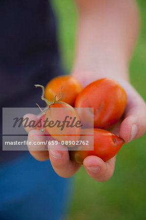 A person holding freshly harvested tomatoes