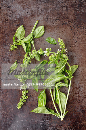 Sprigs of basil with flowers on a metal surface